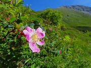14 Rosa canina con Arera